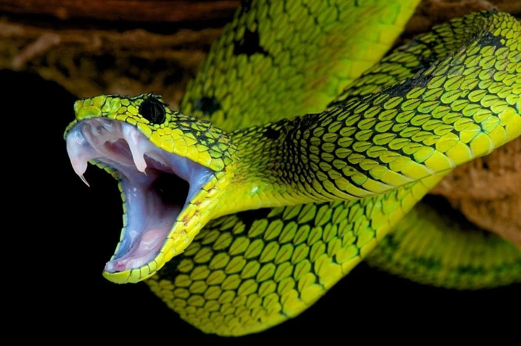 Green Snake – Dream Meaning and Symbolism 4