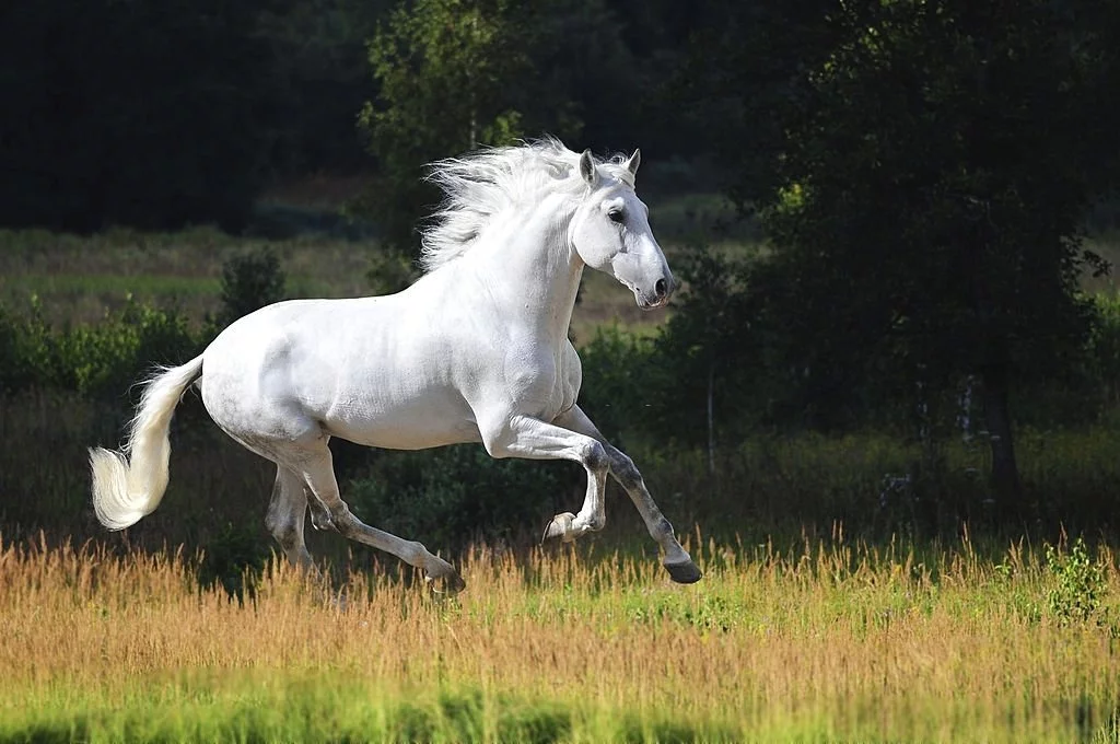 White Horse – Dream Meaning and Symbolism 5