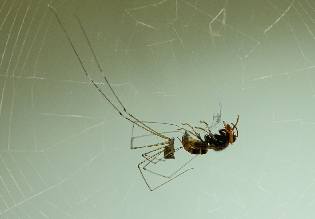 Spinnenweb – Droom Betekenis En Symboliek 4