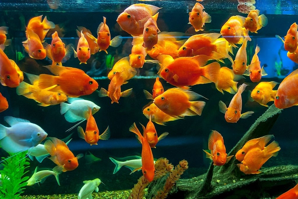 Aquarium – Droom Betekenis En Symboliek 4