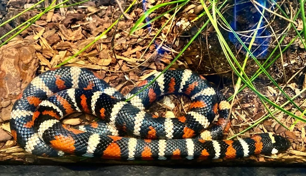 Coral Snake – Dream Meaning and Symbolism 4
