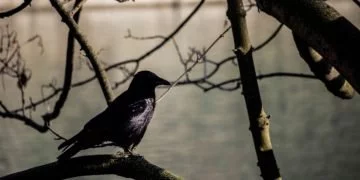 Black Bird – Dream Meaning and Symbolism 41