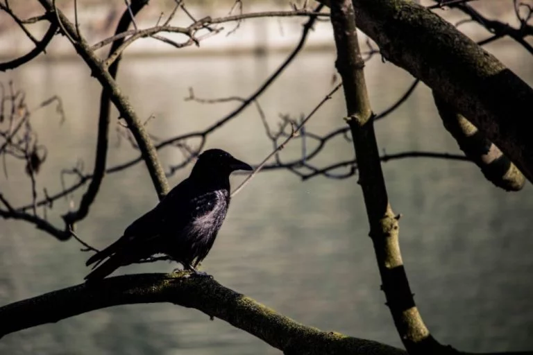Black Bird – Dream Meaning and Symbolism 1