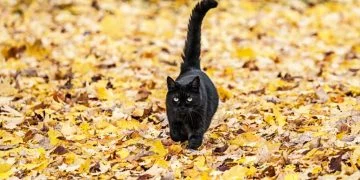 Black Cat – Dream Meaning and Symbolism 86