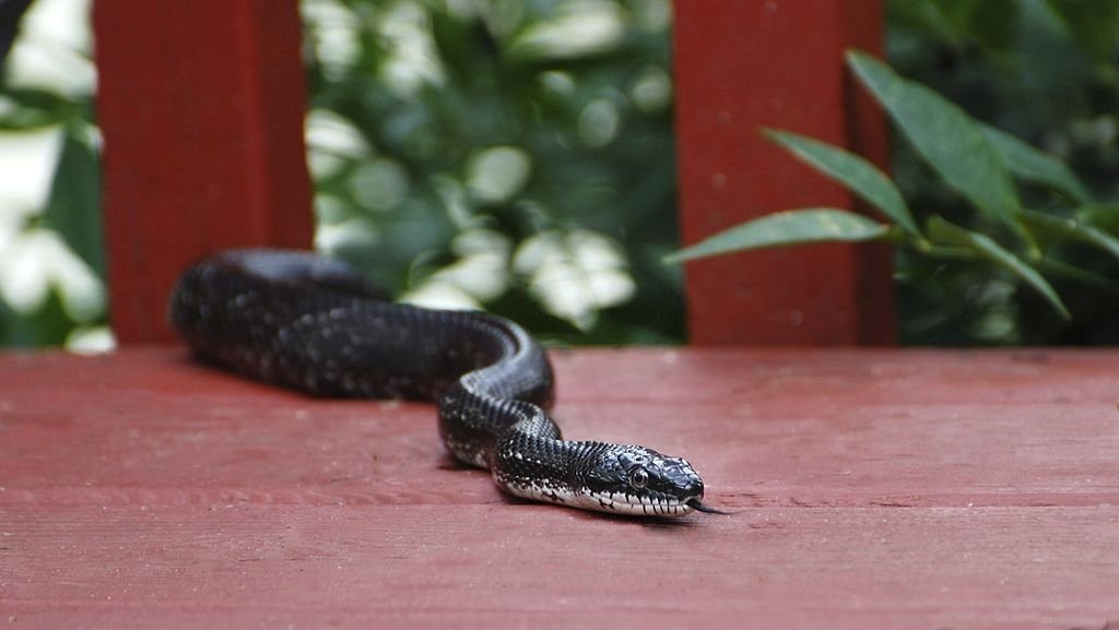 Serpiente Negra – Significado Y Simbolismo De Los Sueños 4