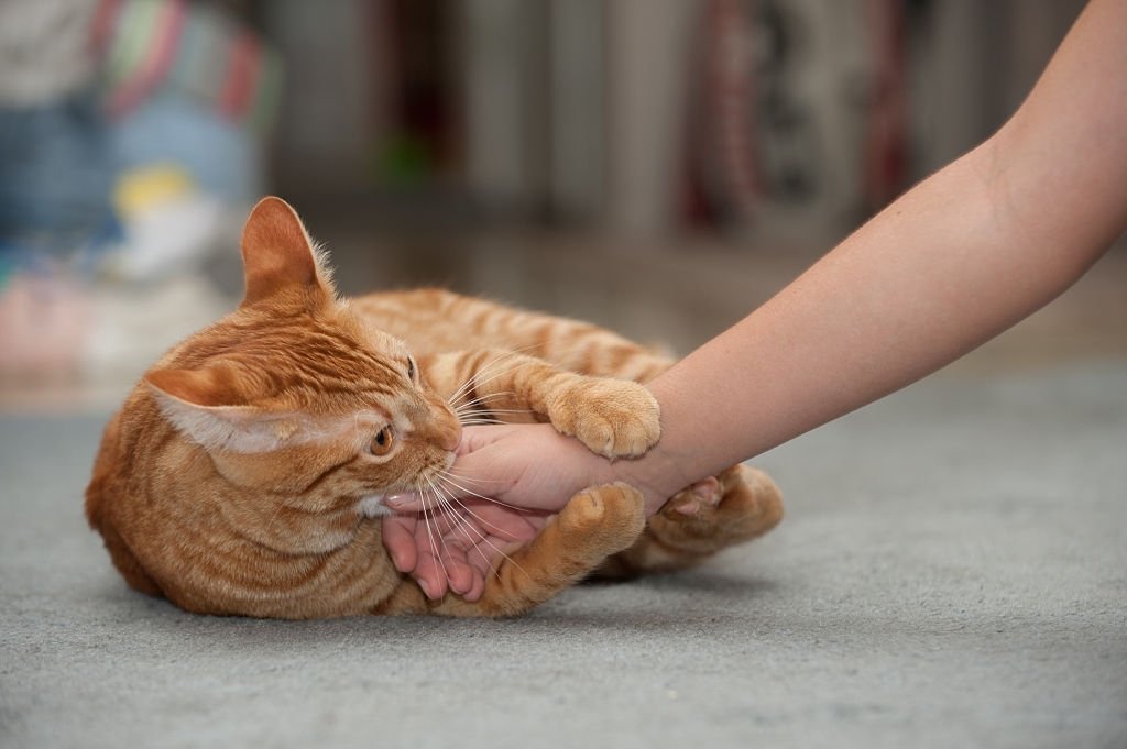 Cat Biting A Hand