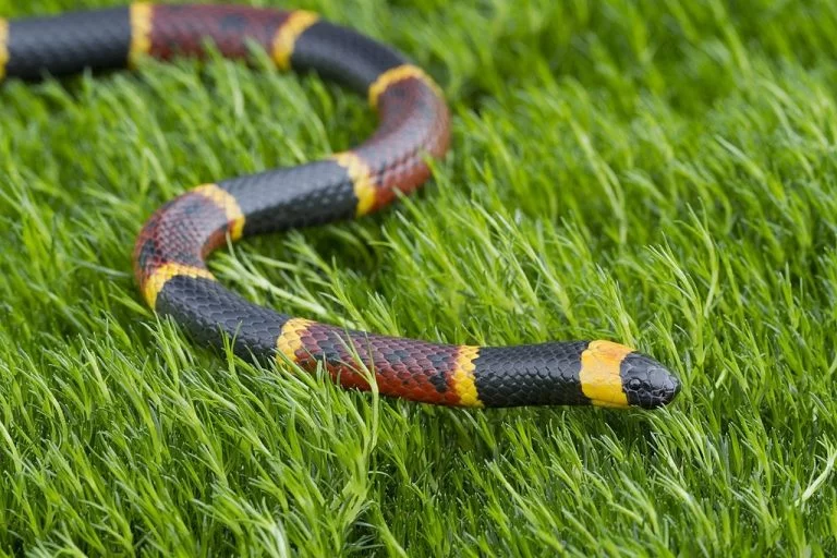 Coral Snake – Dream Meaning and Symbolism 1