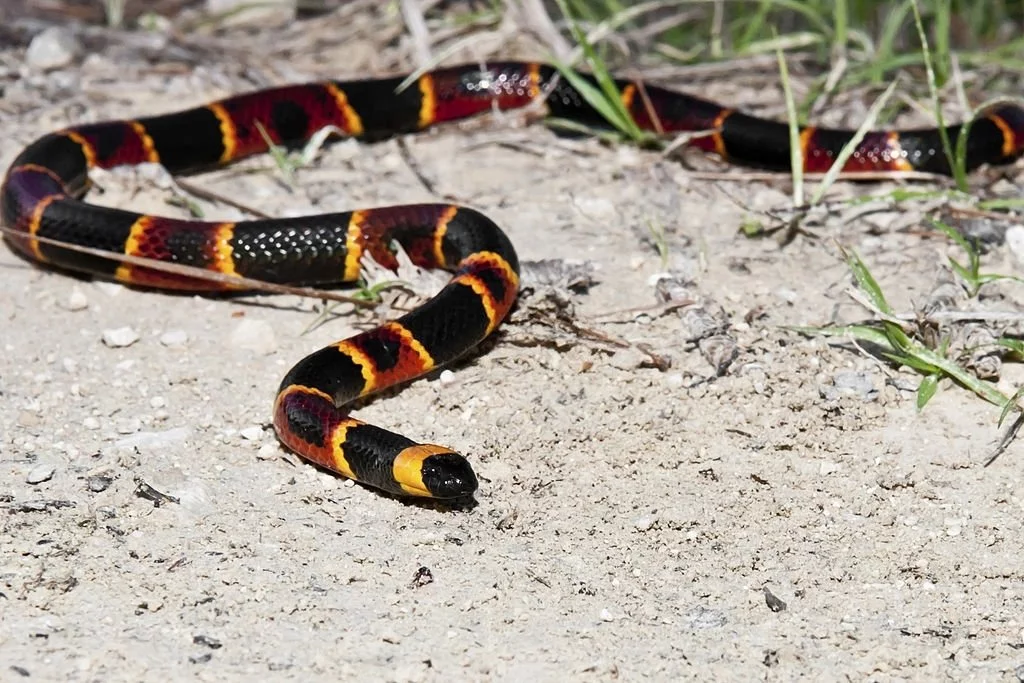 Coral Snake – Dream Meaning and Symbolism 3