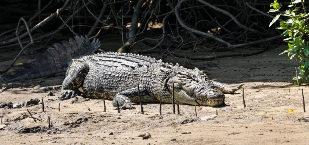 Crocodile On Land