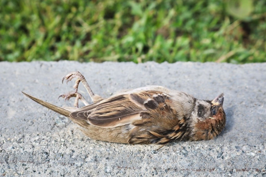 Dead Bird