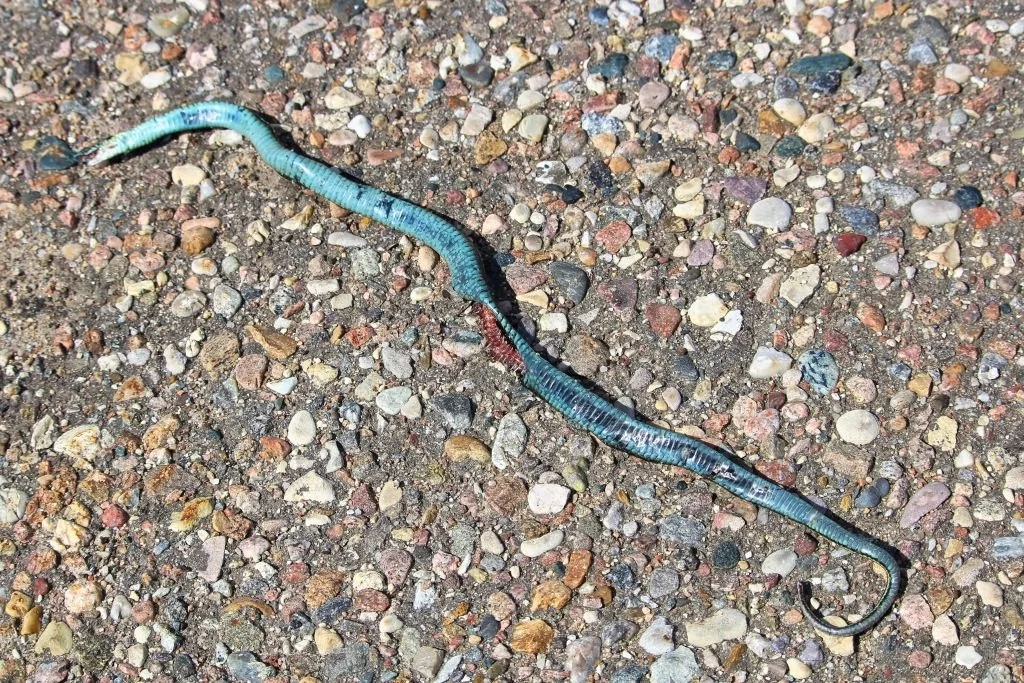 Dead Blue Snake
