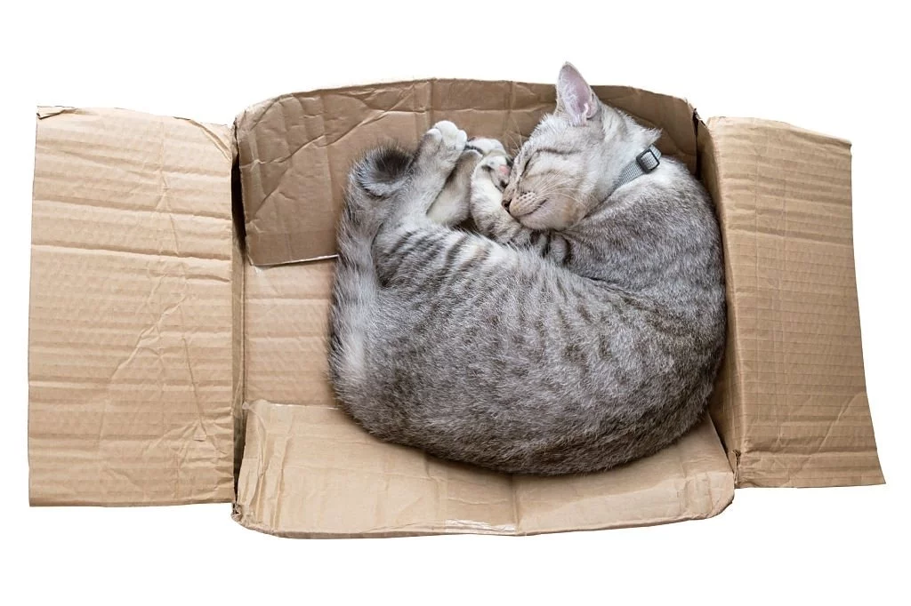 Dead Cat In The Box
