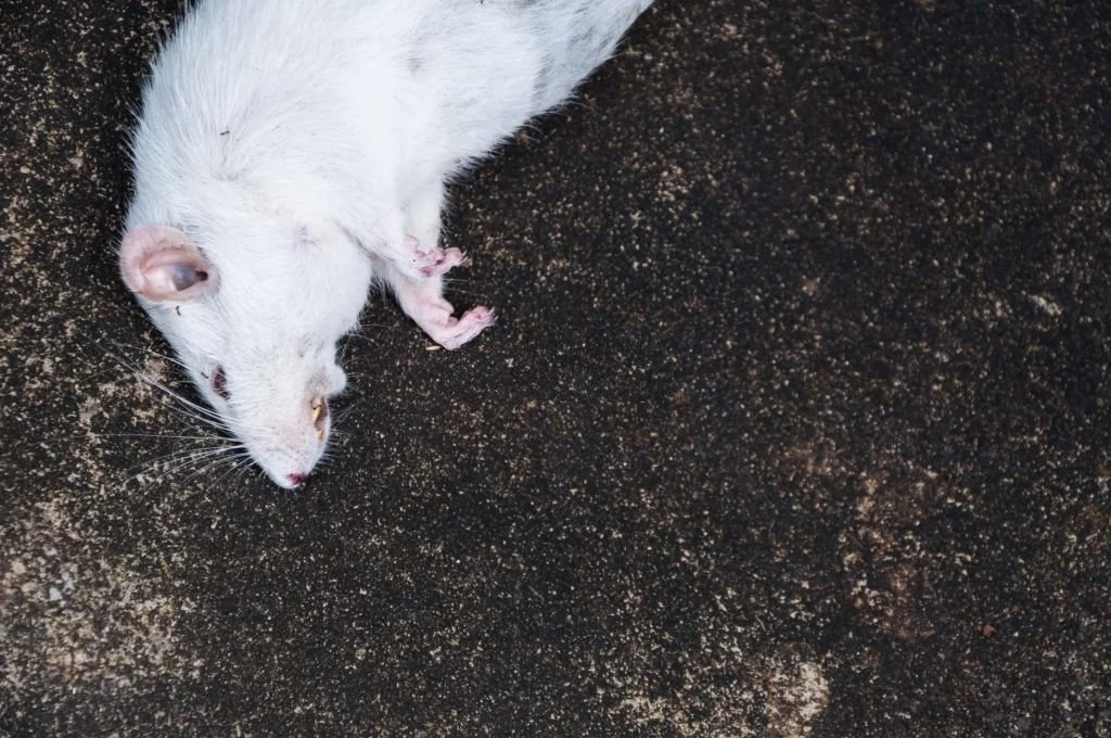 Dead White Mouse