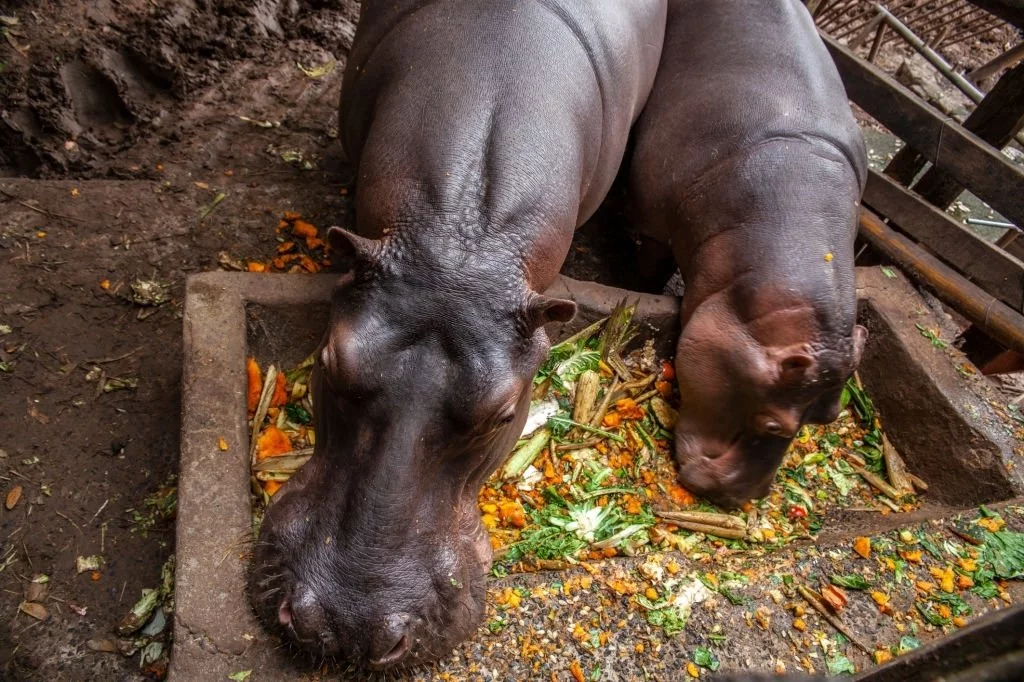 Feed A Hippopotamus