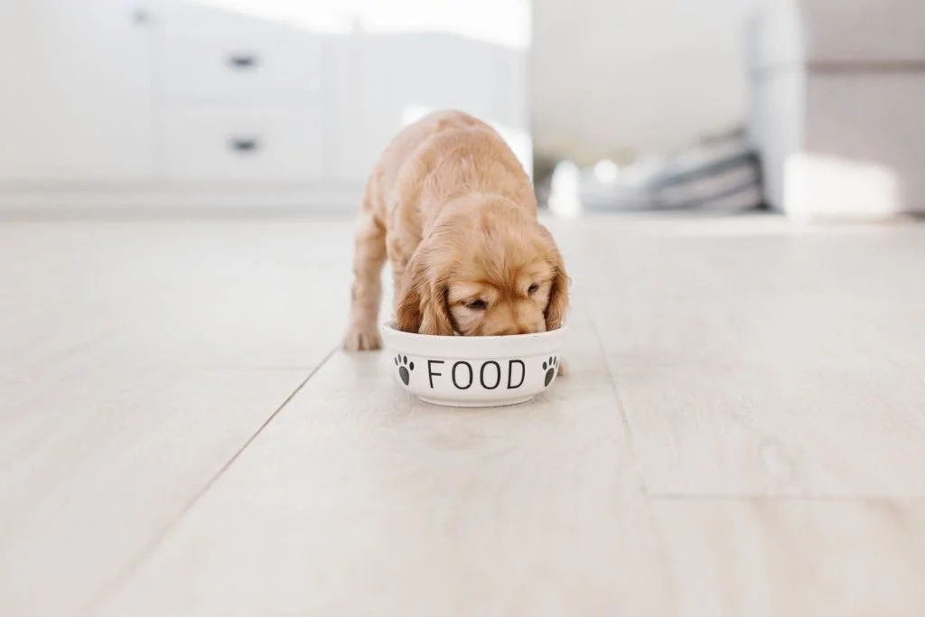 Feed A Puppy