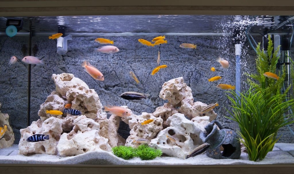 Aquarium – Droom Betekenis En Symboliek 3