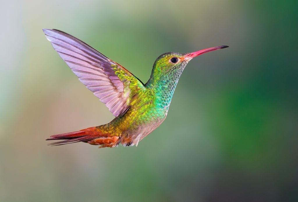 Kolibri – Drømmenes Betydning Og Symbolik 3