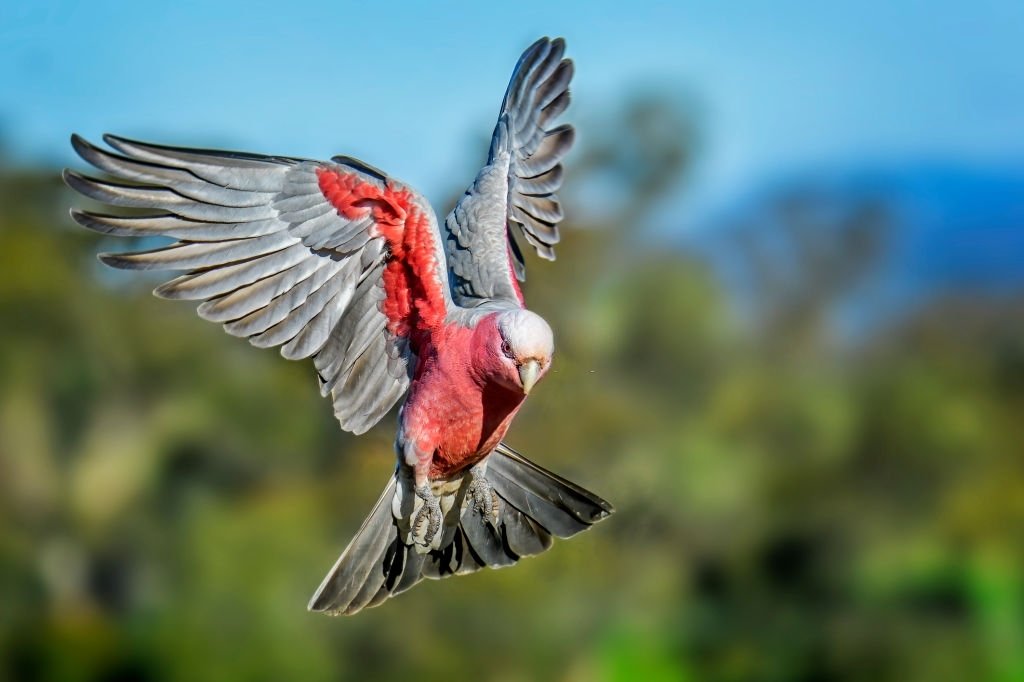 Flying Parakeet