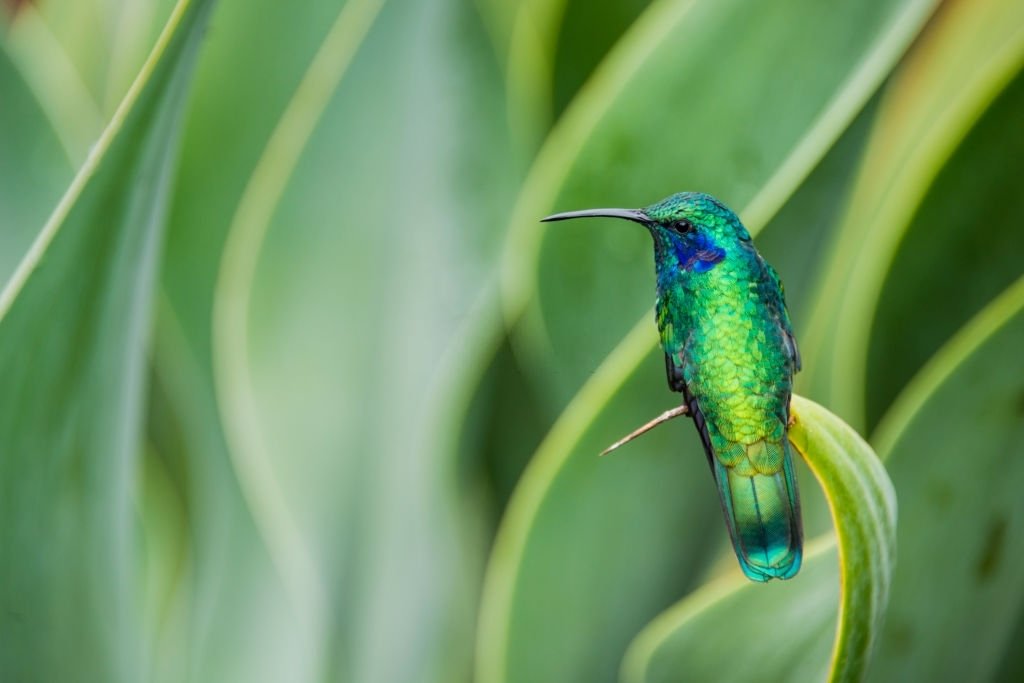 Kolibri – Drømmenes Betydning Og Symbolik 6