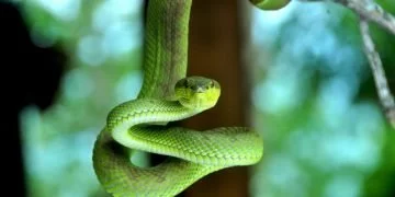 Green Snake – Dream Meaning and Symbolism 82