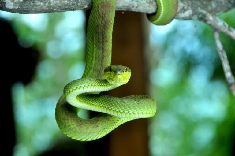 Green Snake – Dream Meaning and Symbolism 1