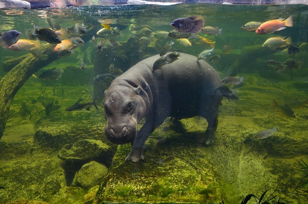 Hippopotamus In Water