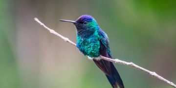 Hummingbird – Dream Meaning and Symbolism 5