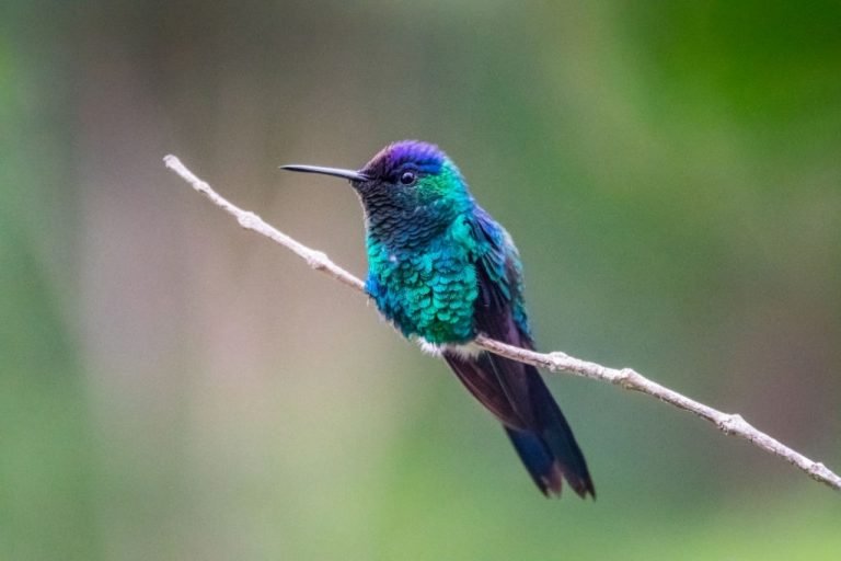 Hummingbird – Dream Meaning and Symbolism 1
