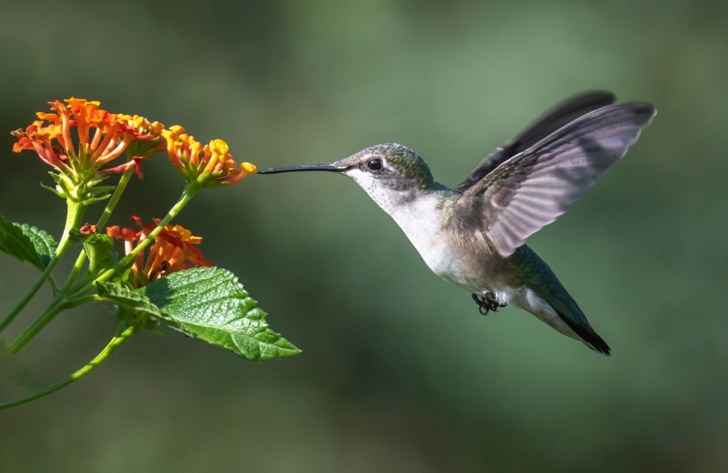 Hummingbird In The Flower