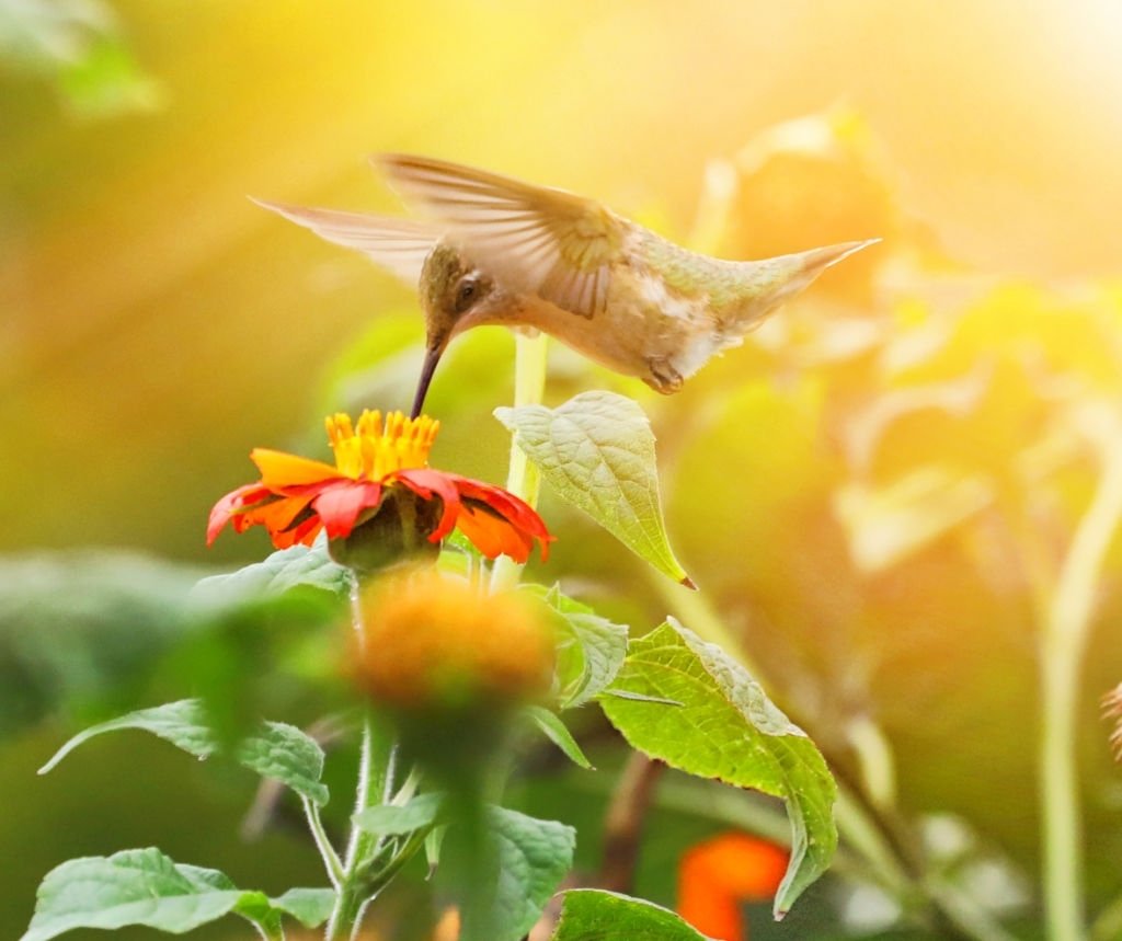 Hummingbird – Dream Meaning and Symbolism 5