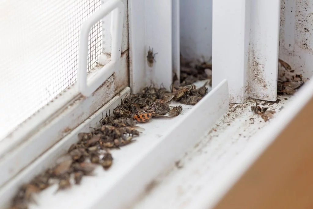 Insects Through The House