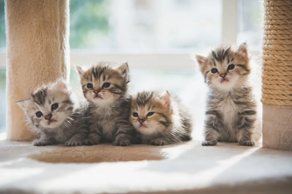 Lot Of Kitten