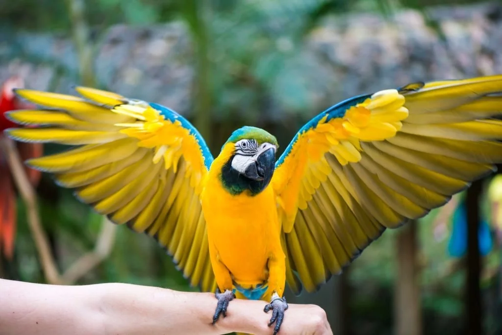 Macaw In Hand