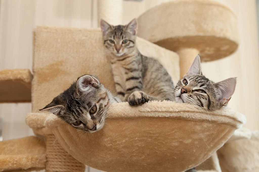 Muchos Gatos – Significado Y Simbolismo De Los Sueños 3