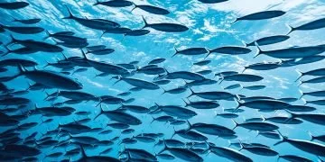 Many Fish – Dream Meaning and Symbolism 5