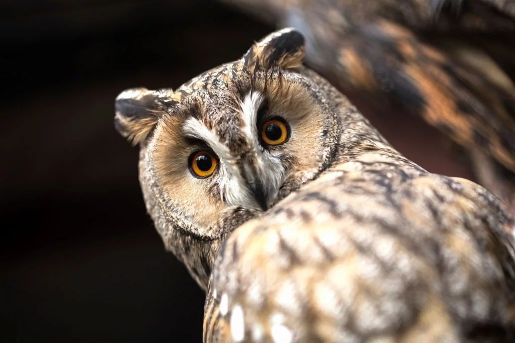 Meaning of Maori Owl 