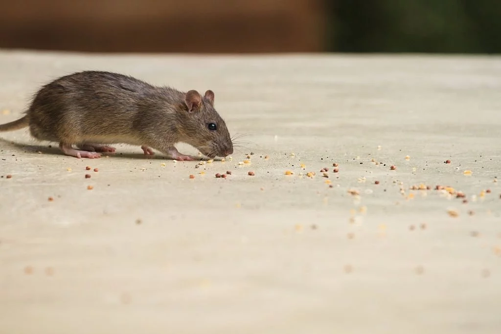 Mouse Chasing Food
