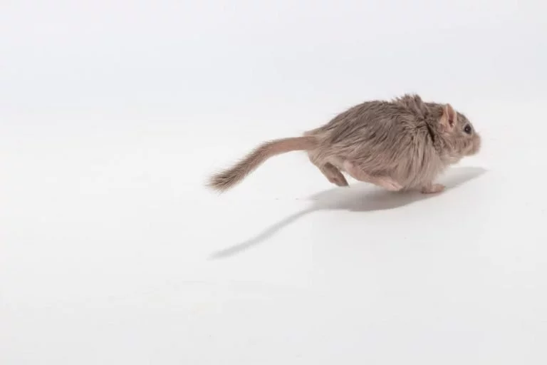 Mouse Running – Dream Meaning and Symbolism 1