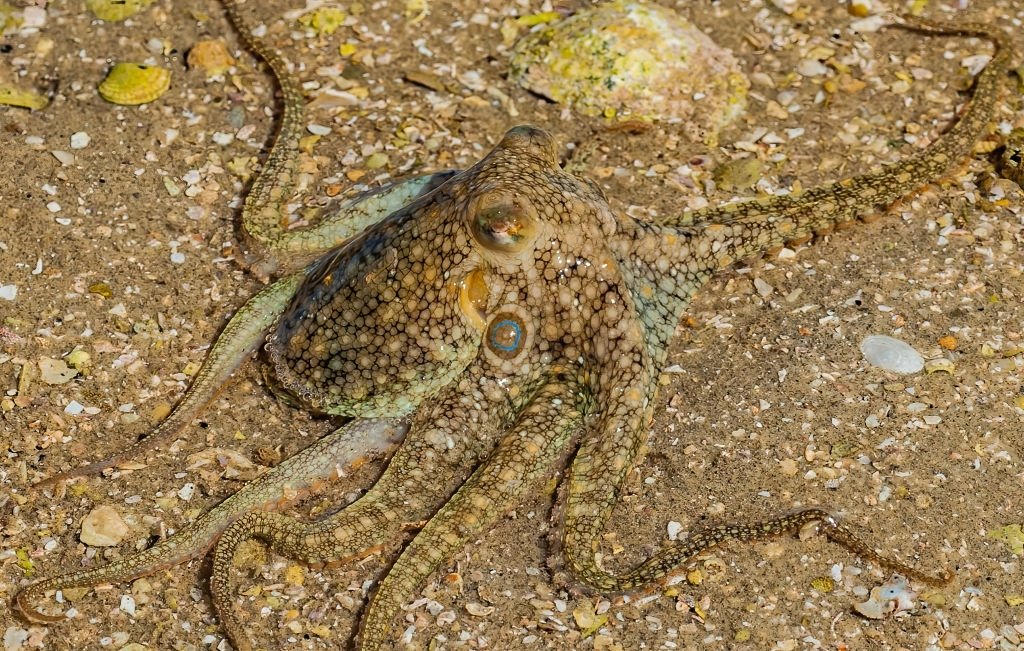 Octopus Out Of Water