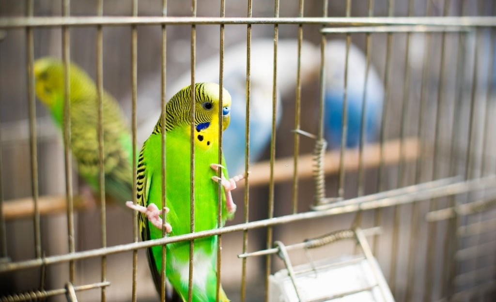Parakeet In A Cage