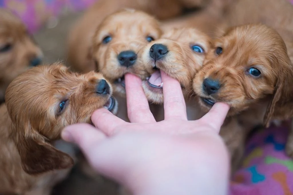 Puppy Biting
