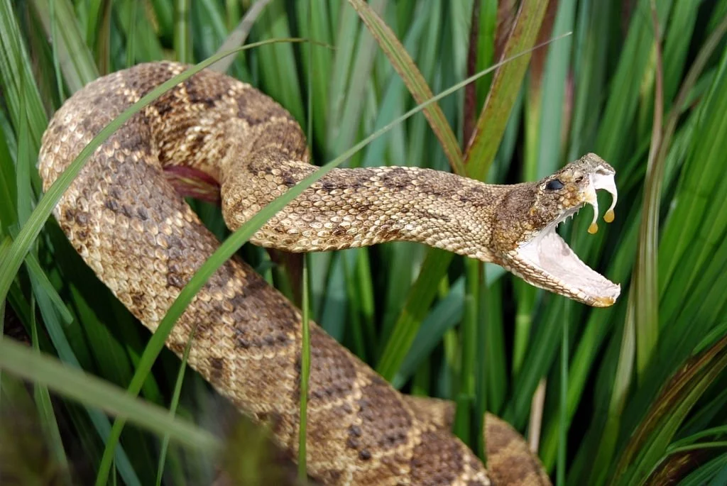 Rattlesnake – Dream Meaning and Symbolism 4