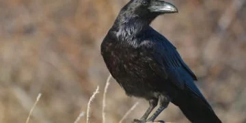 Raven – Dream Meaning and Symbolism 5