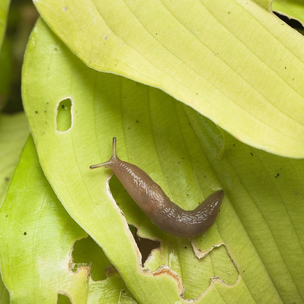 Slug – Dream Meaning and Symbolism 3