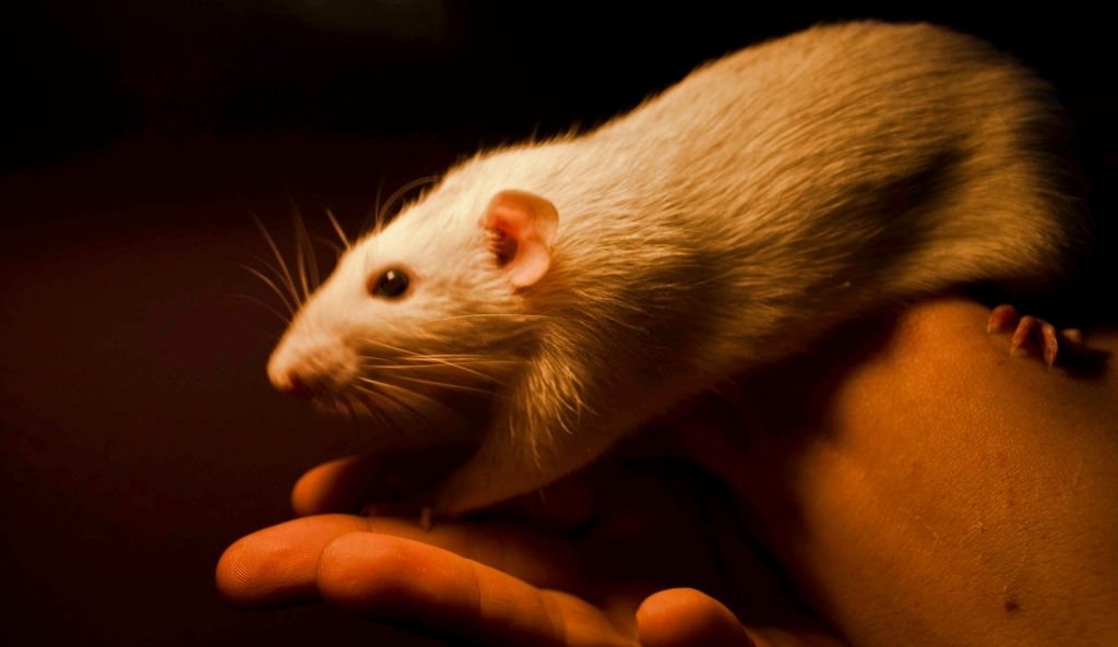 Ratón Blanco – Significado Y Simbolismo De Los Sueños 3