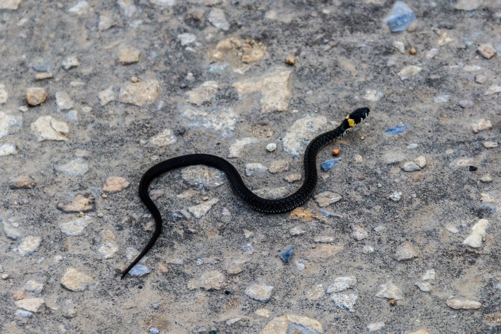 Small Black Snake