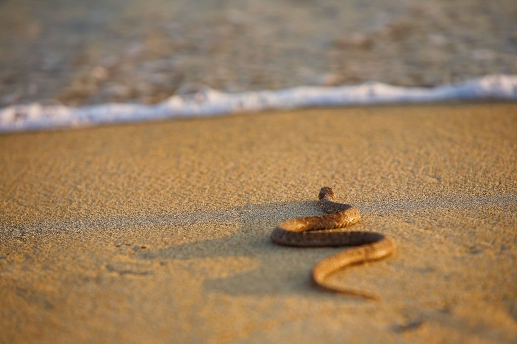 Brown Snake – Dream Meaning and Symbolism 3