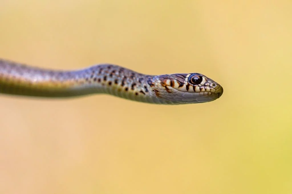 Small Cobra Snake
