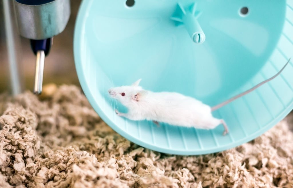 Ratón Blanco – Significado Y Simbolismo De Los Sueños 5