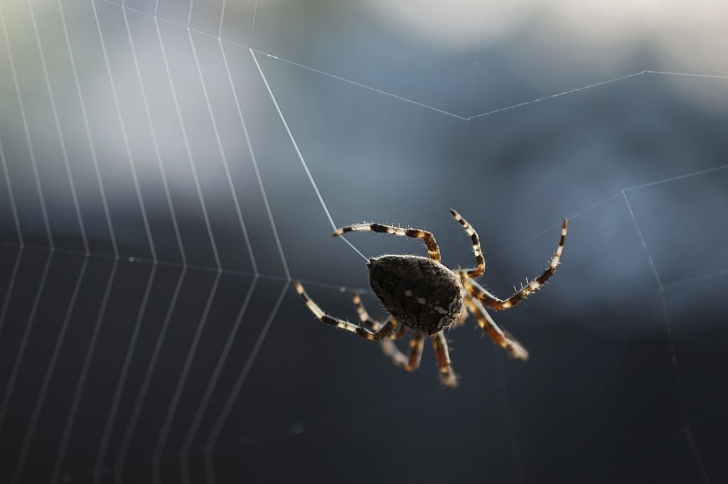 Spider Making A Web